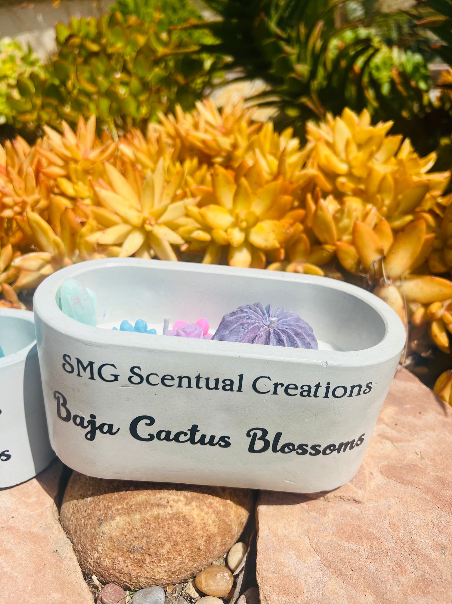 Baja Cactus Blossom Concrete Soy Candle 2 Wick Soy Candle Vegan Candle Toxic Free Candle Aromatherapy Candle Hand Poured Candle